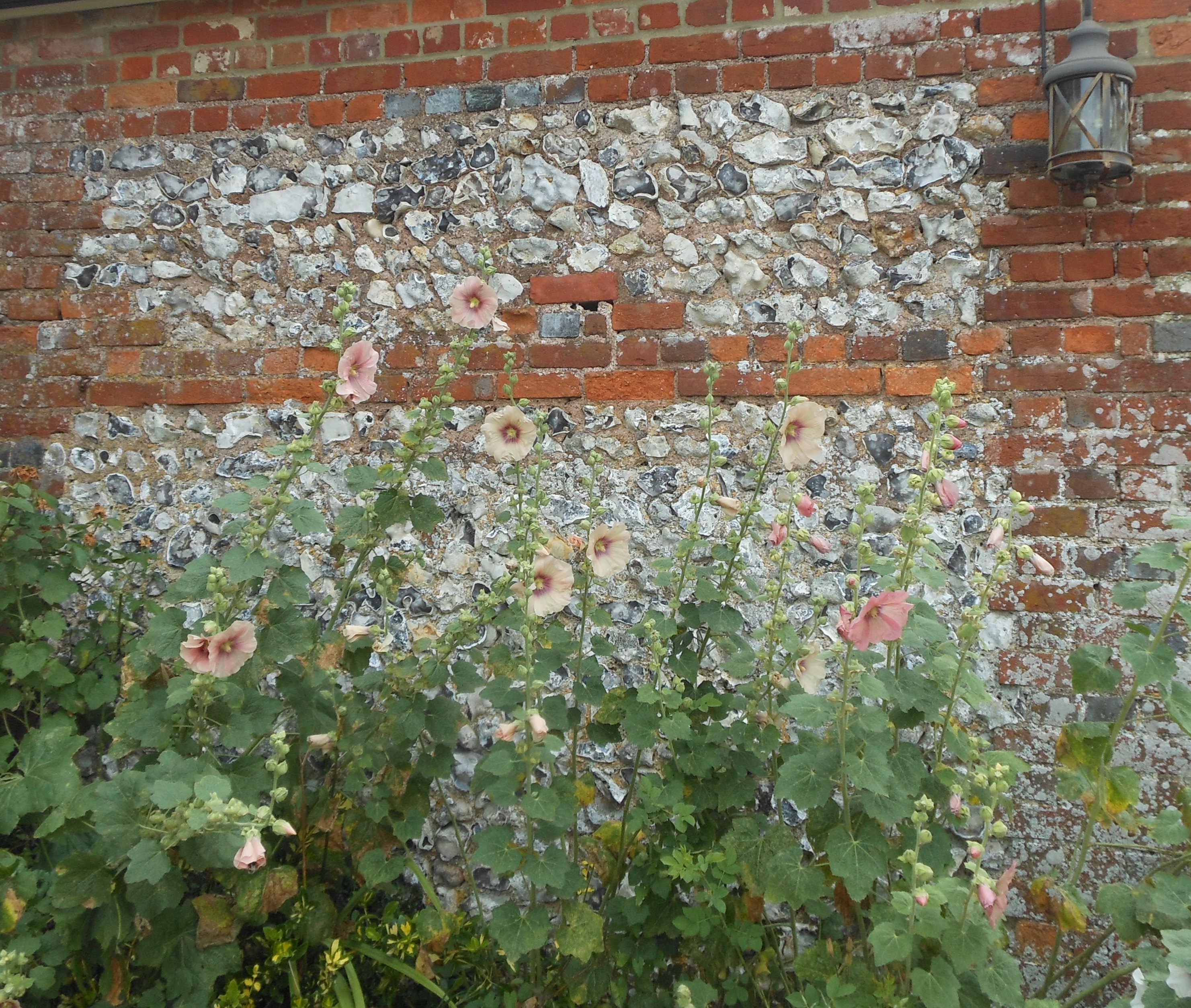 August Craft Sunflower